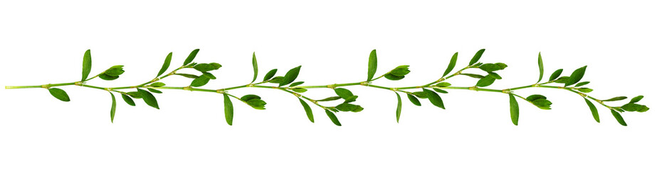 Floral garland with twigs of green grass with small leaves isolated on white or transparent background