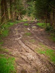 Rain washed out dirt road in the forest