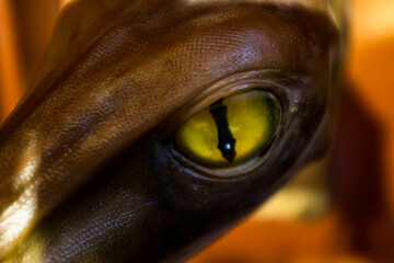 Dinosaur looks up