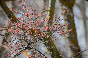 Pink flowers sprout from a tree branch in a Madrid park in spring