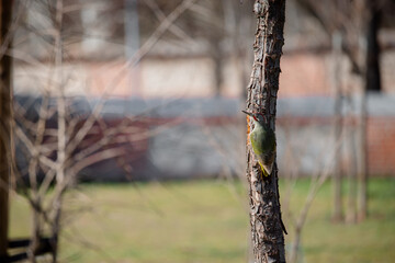 Green woodpecker camouflage and perched on the trunk of a tree in a park in Madrid