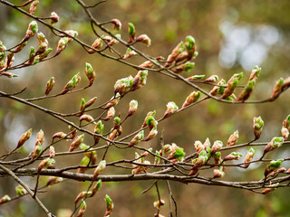 Blooming buds on the branches of a tree. Spring leaves on the tree.