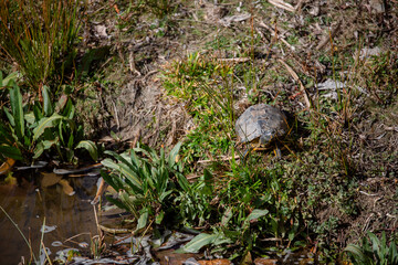 Yellow-eared turtle sunbathing next to the Manzanares river in Madrid