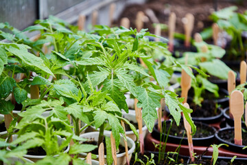 tomato seedlings in a greenhouse