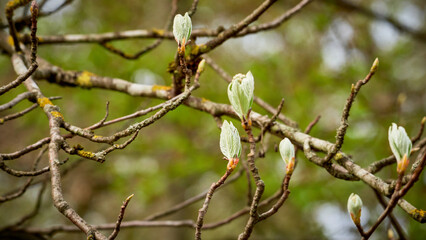 Blooming buds on the branches of a tree. Spring leaves on the tree.