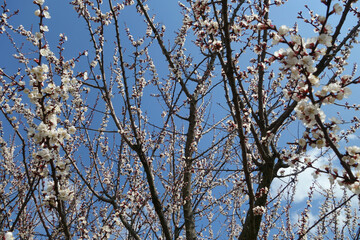 Cherry tree in blossom against blue sky.