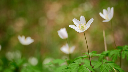 White spring anemone flowers in a field