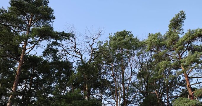 black birds near pine trees in early spring in sunny clear weather, blue sky and pine trees with deciduous trees in early spring