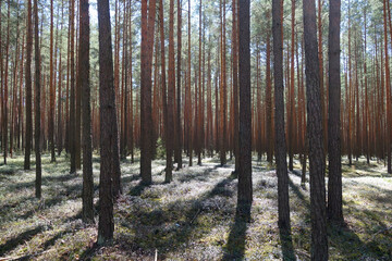 Naklejka premium Pine wood and sunshine.