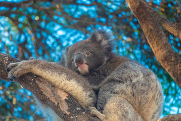 Encounter with a wild Koala joey crossing the rooad on its mother back, Kangaroo Island, South Australia