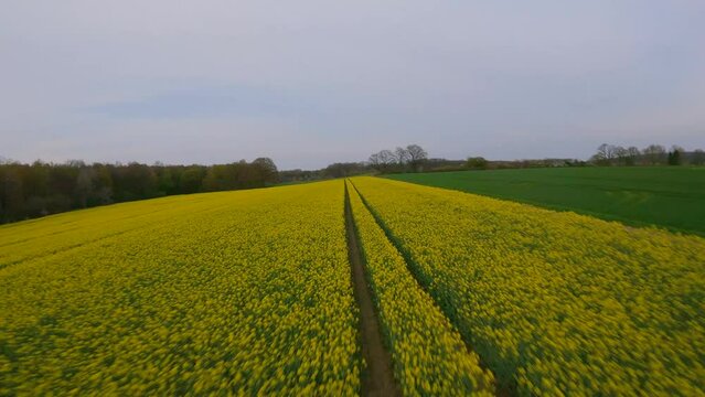 Warm summer night on a field