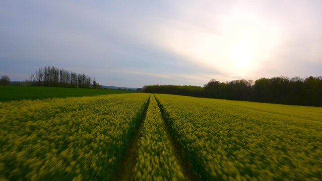 Canola FPV flight over a field