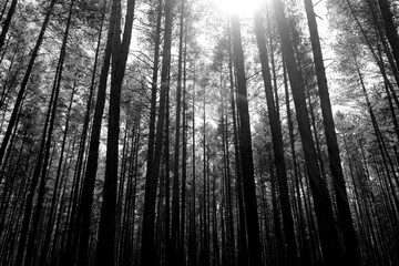 Pine wood and sunshine in black and white