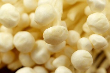 Enoki mushroom close up macro, Golden needle mushroom, used i food and salads.