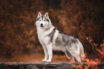 Grey white siberian husky dog standing on stone parapet among orange branches in autumn © Anna Darahan