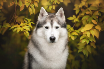 Outdoor sunny warm close up portrait of grey white brown eyed siberian husky dog among branches with green and yellow leaves