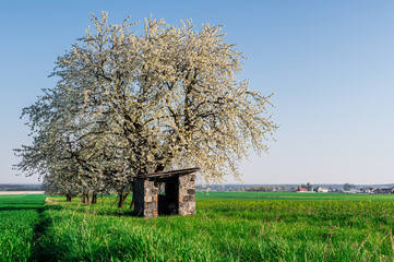 chatka pasterska w polu pod wielkim drzewem owocowym kwitnącym wiosną - obrazy, fototapety, plakaty