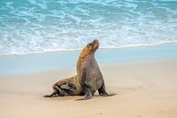 Australian sea lion (Neophoca cinerea) colony, the only endemic pinniped in Australia. Seal Bay Conservation Park, Kangaroo Island, South Australia