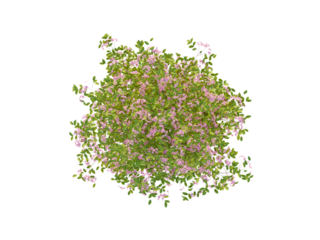 Spiraea with Red-Purple Blossom Top View Bush