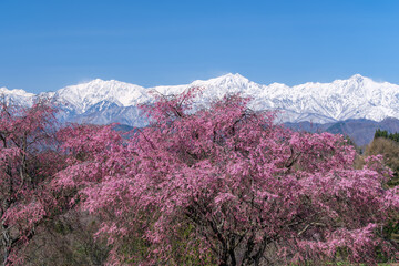 北アルプスと紅枝垂れ桜