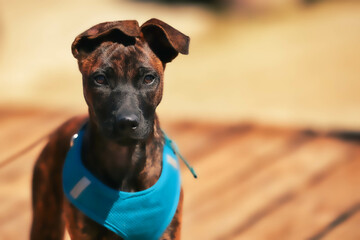Puppy brindle in head portraits with turquoise harness..