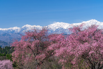 北アルプスとしだれ桜