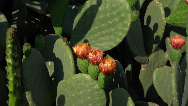 Opuntia ficus-indica in blooming season