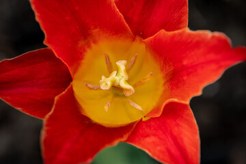 wnętrze czerwonego tulipana w zbliżeniu