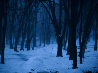 Gloomy winter woods at dusk. Evening mysterious forest with snow in the fog.
