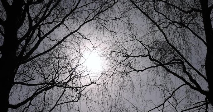 Branches of deciduous trees in the park in spring sunny weather, different types of trees in a mixed park in spring