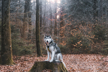 Dog enjoying the forest