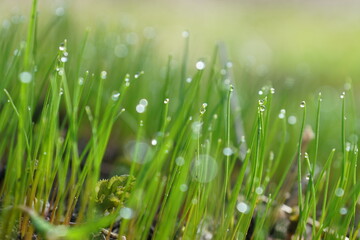 Fototapeta na wymiar green grass with dew