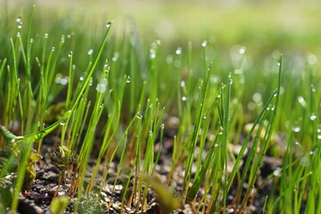 green grass on the ground