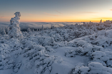 Wintermood sunrise in a mountains with frozen stones and spruce trees with inversion in Jeseniky mountains Czech Republic