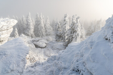Wintermood sunrise in a mountains with frozen stones and spruce trees with inversion in Jeseniky mountains Czech Republic