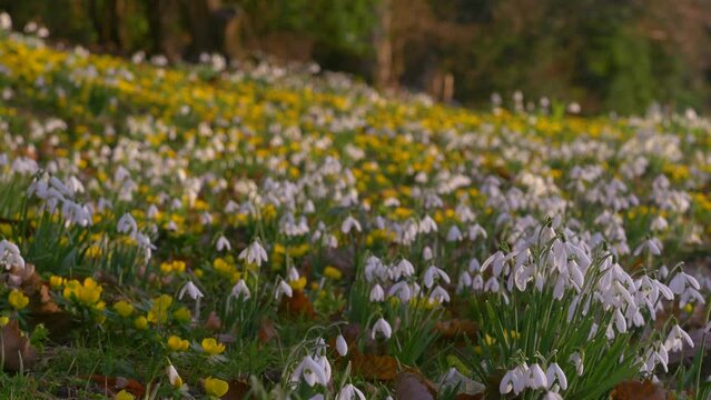 close up yellow and white flowers, winter aconites and snowdrops on woodland slope, tracking left and right and static shot