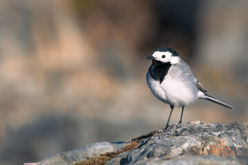 Obraz premium White wagtail (Motacilla alba) standing on a rock in a community park in Finland against a brown and grey bakcground