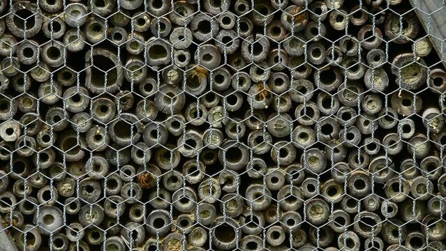 Close-up of insect hotel. Bees flying and entering holes of bamboo in animal shelter. Osmia cornuta. Insect house.