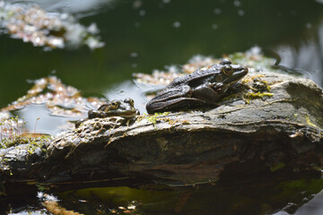 Les grenouille de la foret 