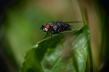 Une petite mouche sur sa feuille 