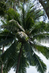 Fototapeta premium palm trees bottom view, tropical forest, green palm trees