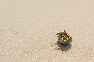 little crab trying to get to the sea, crab claws, marine life