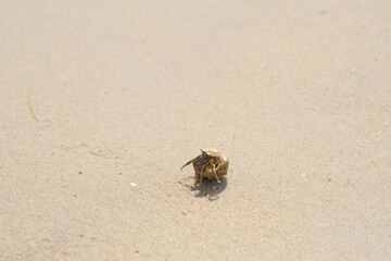 little crab trying to get to the sea, crab claws, marine life