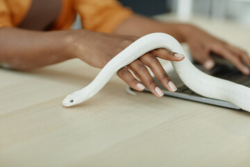 Close-up of young African American woman holding white rat snake on top of hand while sitting by workplace with laptop in front of camera