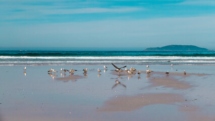Carnota, Galicia, Spain - April 5, 2023: Birds in Carnota Beach