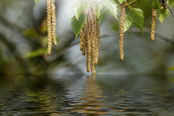 birch branch with catkins reflected in the water - 598608499
