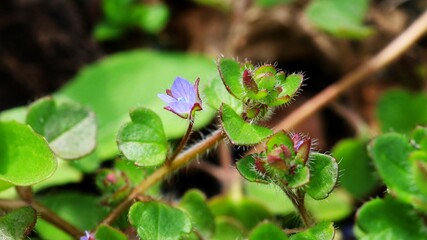close up blue flower