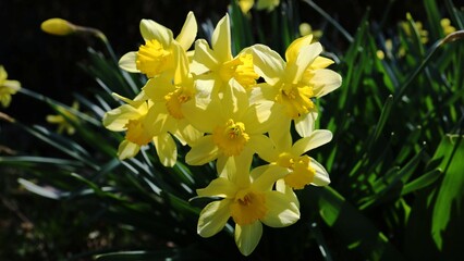 yellow daffodils in spring