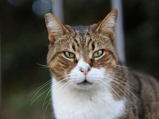 Animal domestique Chat avec beau yeux 