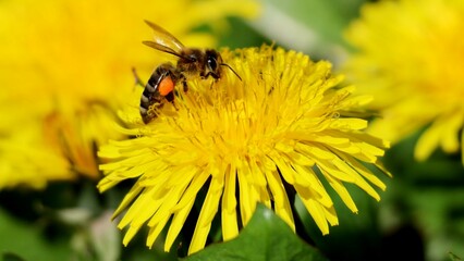 bee on dandelion